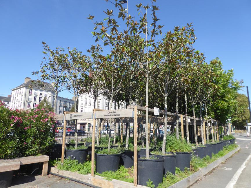 Gratis bomen en hagen voor inwoners van Sittard-Geleen